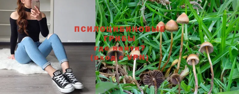 купить   Шиханы  Псилоцибиновые грибы Magic Shrooms 